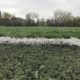 Turf troubles: Students say Dumke Field needs an upgrade