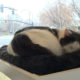 Salt Lake’s first cat cafe might reflect an increase in “cat-centric” environments