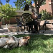 WATCH: The interim dog policy isn’t the end of a “dog-friendly” campus, says administration