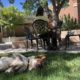 WATCH: The interim dog policy isn’t the end of a “dog-friendly” campus, says administration