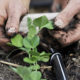 Despite growing pains, organic garden still connects students together